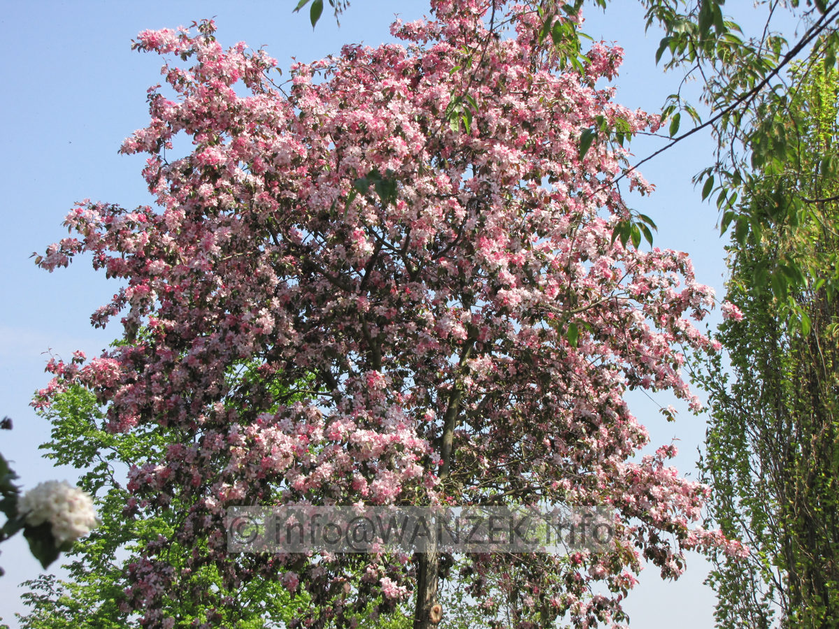 Malus Rudolph 05 Solitaer volle Bluete.JPG